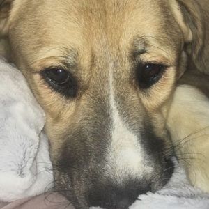 Meet your Posher, Shelby